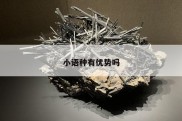 小语种有优势吗