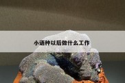 小语种以后做什么工作 